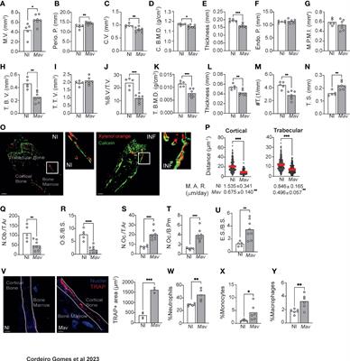 Serum amyloid A proteins reduce bone mass during mycobacterial infections